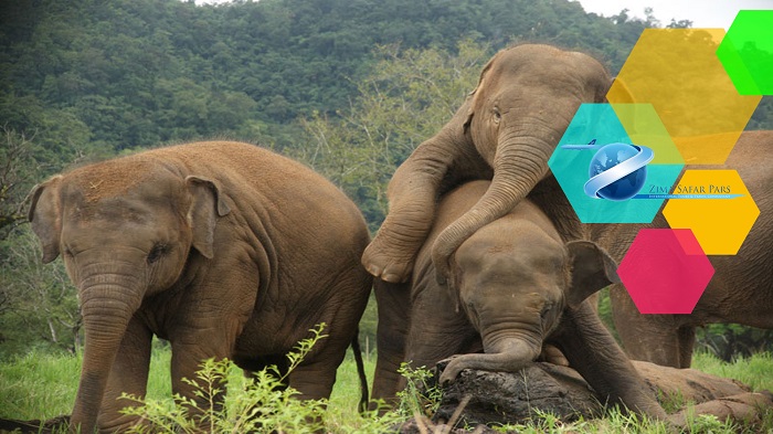 کمک به فیل ها در پارک طبیعت فیل ، زیما سفر 